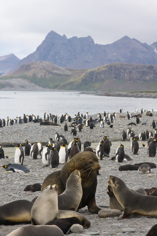 Antarctic Fur Seal Harem